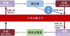 胰高血糖素的生理作用与临床应用